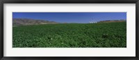 Framed USA, Idaho, Burley, Potato field surrounded by mountains