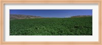 Framed USA, Idaho, Burley, Potato field surrounded by mountains