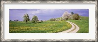 Framed Meadow Of Dandelions, Zug, Switzerland