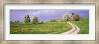 Framed Meadow Of Dandelions, Zug, Switzerland