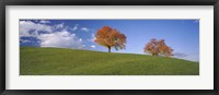 Framed Cherry Trees On A Hill, Cantone Zug, Switzerland