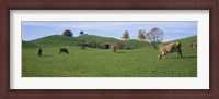 Framed Cows grazing on a field, Canton Of Zug, Switzerland