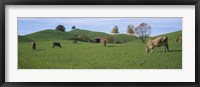 Framed Cows grazing on a field, Canton Of Zug, Switzerland
