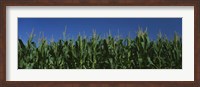 Framed Corn crop in a field, New York State, USA