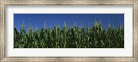 Framed Corn crop in a field, New York State, USA