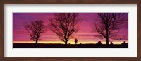 Framed Oak Trees, Sunset, Sweden