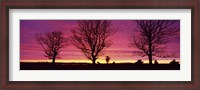 Framed Oak Trees, Sunset, Sweden