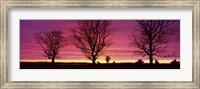 Framed Oak Trees, Sunset, Sweden
