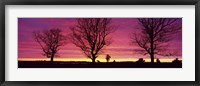 Framed Oak Trees, Sunset, Sweden