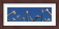 Framed Curious Giraffes (concept) Kenya Africa
