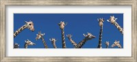 Framed Curious Giraffes (concept) Kenya Africa