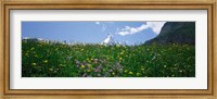 Framed Wild Flowers, Matterhorn Switzerland