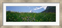 Framed Wild Flowers, Matterhorn Switzerland