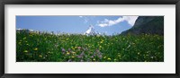 Framed Wild Flowers, Matterhorn Switzerland