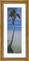 Framed Palm tree on the beach, One Foot Island, Aitutaki, Cook Islands