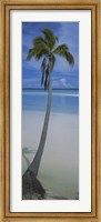 Framed Palm tree on the beach, One Foot Island, Aitutaki, Cook Islands