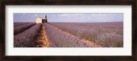 Framed Lavender Field, Valensole Province, France