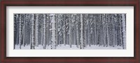 Framed Snow covered trees in a forest, Austria