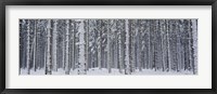 Framed Snow covered trees in a forest, Austria