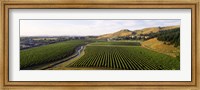 Framed Mission Vineyard, Hawkes Bay North Island, New Zealand