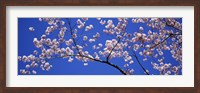 Framed Cherry Blossoms Washington DC