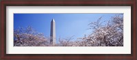 Framed Washington Monument behind cherry blossom trees, Washington DC, USA