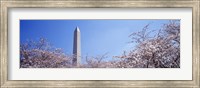 Framed Washington Monument behind cherry blossom trees, Washington DC, USA