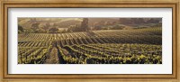 Framed Aerial View Of Rows Crop In A Vineyard, Careros Valley, California, USA
