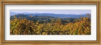 Framed High Angle View Of A Field, Alexander Valley, Napa, California, USA