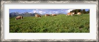 Framed Switzerland, Cows grazing in the field