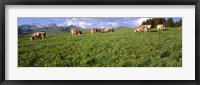 Framed Switzerland, Cows grazing in the field