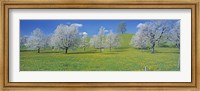 Framed View Of Blossoms On Cherry Trees, Zug, Switzerland