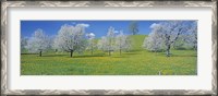 Framed View Of Blossoms On Cherry Trees, Zug, Switzerland