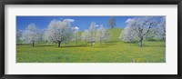 Framed View Of Blossoms On Cherry Trees, Zug, Switzerland