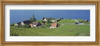 Framed Aerial View Of Vineyards By A Lake, Lake Geneva, Vaud, Switzerland