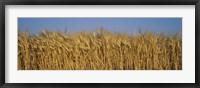 Framed Field Of Wheat, France