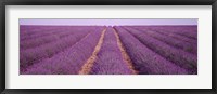 Framed France, View of rows of blossoms in a field