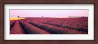 Framed Lavender crop on a landscape, France