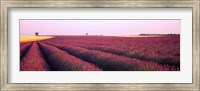 Framed Lavender crop on a landscape, France