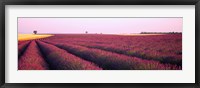 Framed Lavender crop on a landscape, France