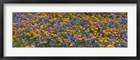 Framed California Golden Poppies (Eschscholzia californica) and Bush Lupines (Lupinus albifrons), Table Mountain, California, USA