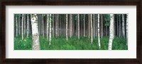 Framed Birch Forest, Punkaharju, Finland