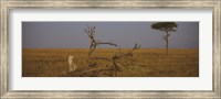 Framed African cheetah (Acinonyx jubatus jubatus) sitting on a fallen tree, Masai Mara National Reserve, Kenya