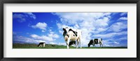 Framed Cows In Field, Lake District, England, United Kingdom