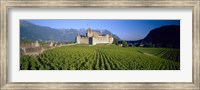 Framed Vineyard in front of a castle, Aigle Castle, Musee de la Vigne et du Vin, Aigle, Vaud, Switzerland
