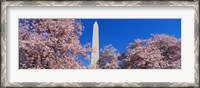 Framed Cherry Blossoms Washington Monument