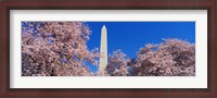 Framed Cherry Blossoms Washington Monument