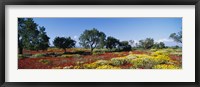 Framed Poppy Meadow with Almond Trees, Majorca, Spain
