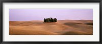 Framed Trees on a rolling landscape, Tuscany, Italy