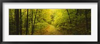Framed Dirt road passing through a forest, Vermont, USA